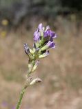 genus Medicago. Соцветие. Таджикистан, Горно-Бадахшанская автономная обл., Шугнанский р-н, окр. кишлака Нимос, дол. р. Гунт, ≈ 2810 м н.у.м., поляна среди зарослей кустарников. 15 июля 2026 г.