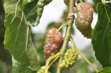 Morus alba. Часть ветви с соплодиями. Приморский край, Шкотовский р-н, пос. Подъяпольск, сад. 10.07.2026.