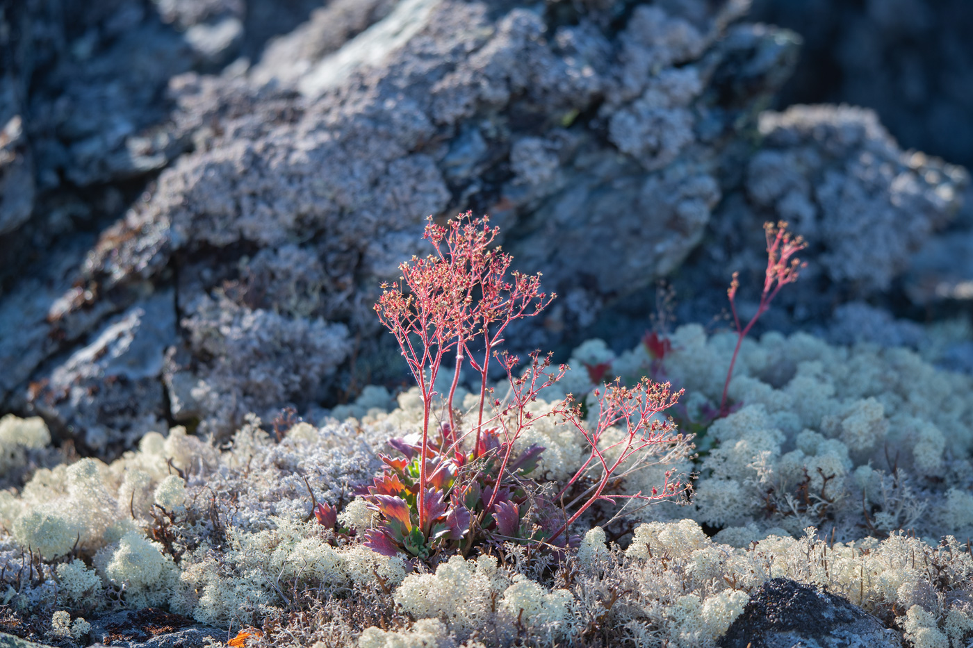 Image of genus Saxifraga specimen.