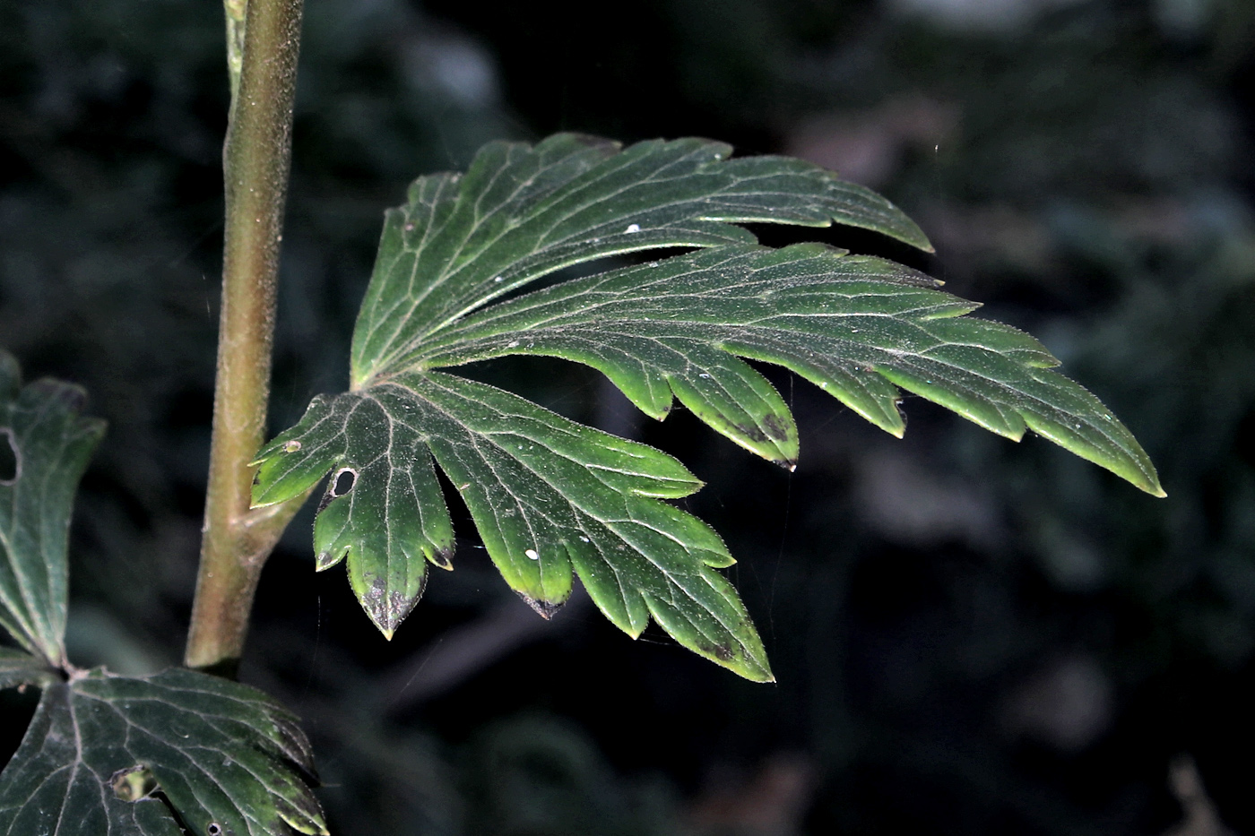 Image of genus Aconitum specimen.