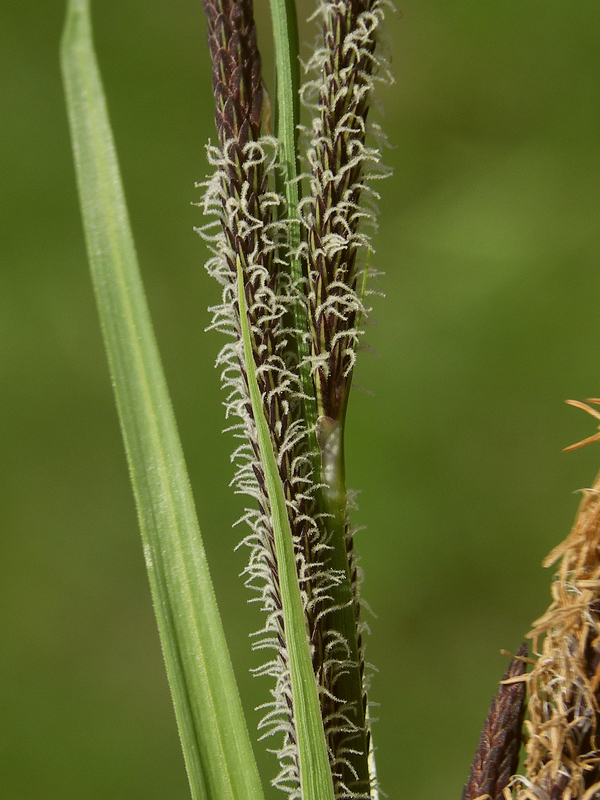 Изображение особи род Carex.