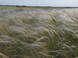 Stipa zalesskii