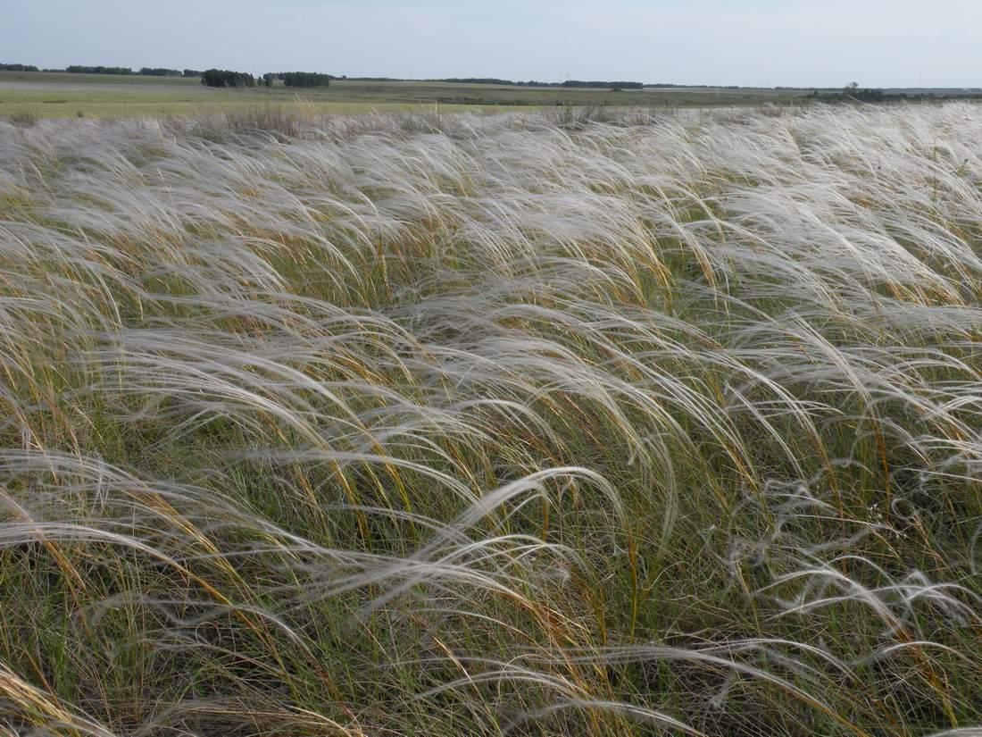 Изображение особи Stipa zalesskii.