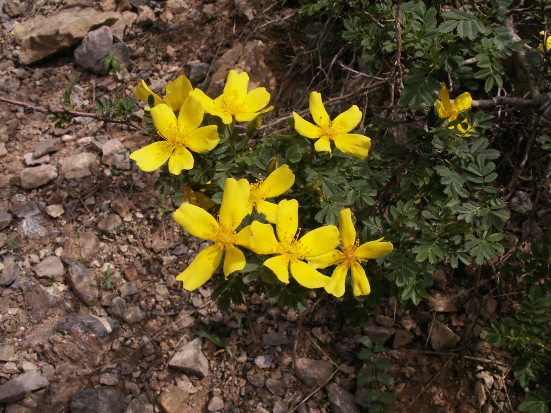 Image of Rosa ecae specimen.