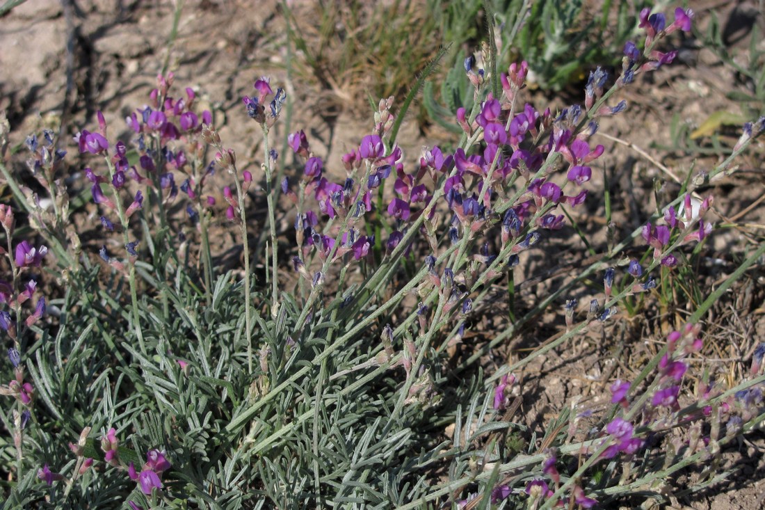 Image of Astragalus tauricus specimen.