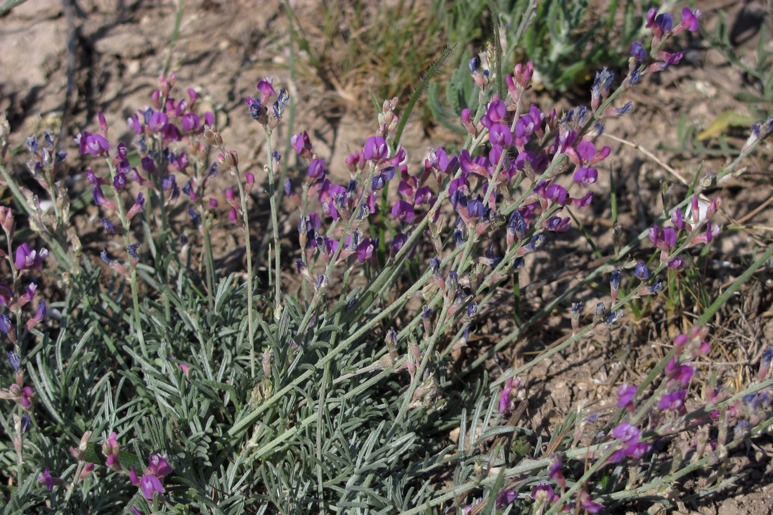 Изображение особи Astragalus tauricus.