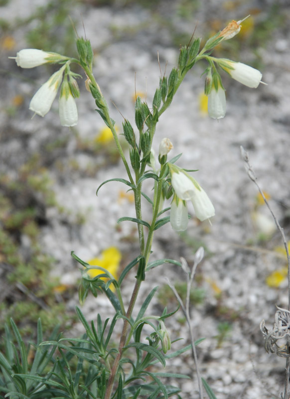 Image of Onosma tanaitica specimen.