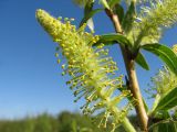 Salix triandra