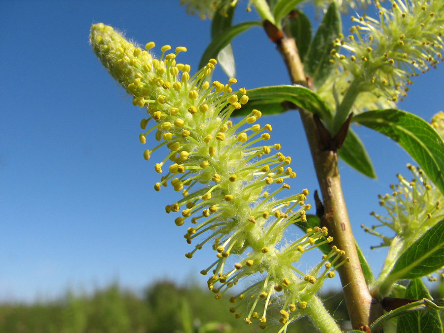Image of Salix triandra specimen.