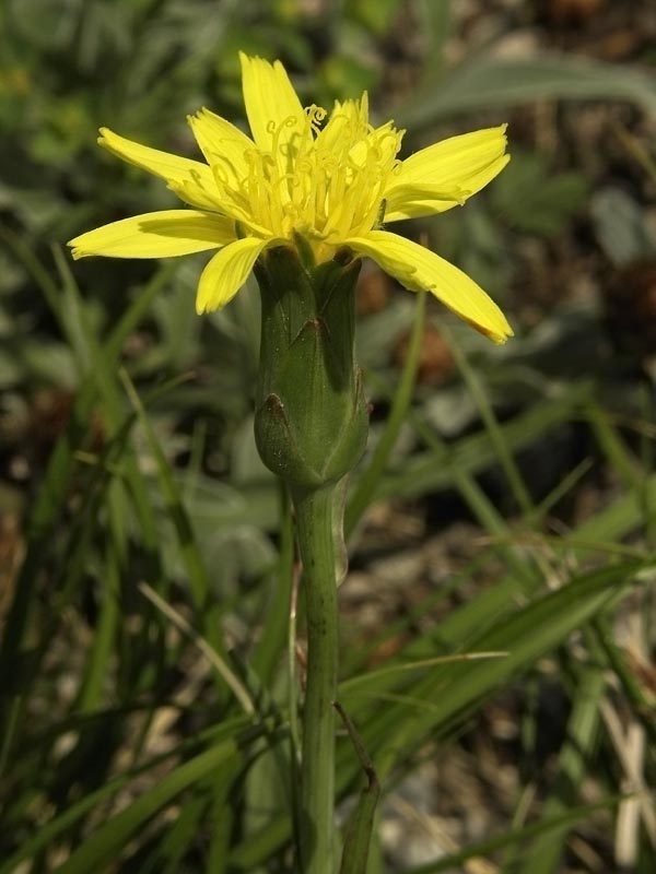 Изображение особи Scorzonera austriaca.