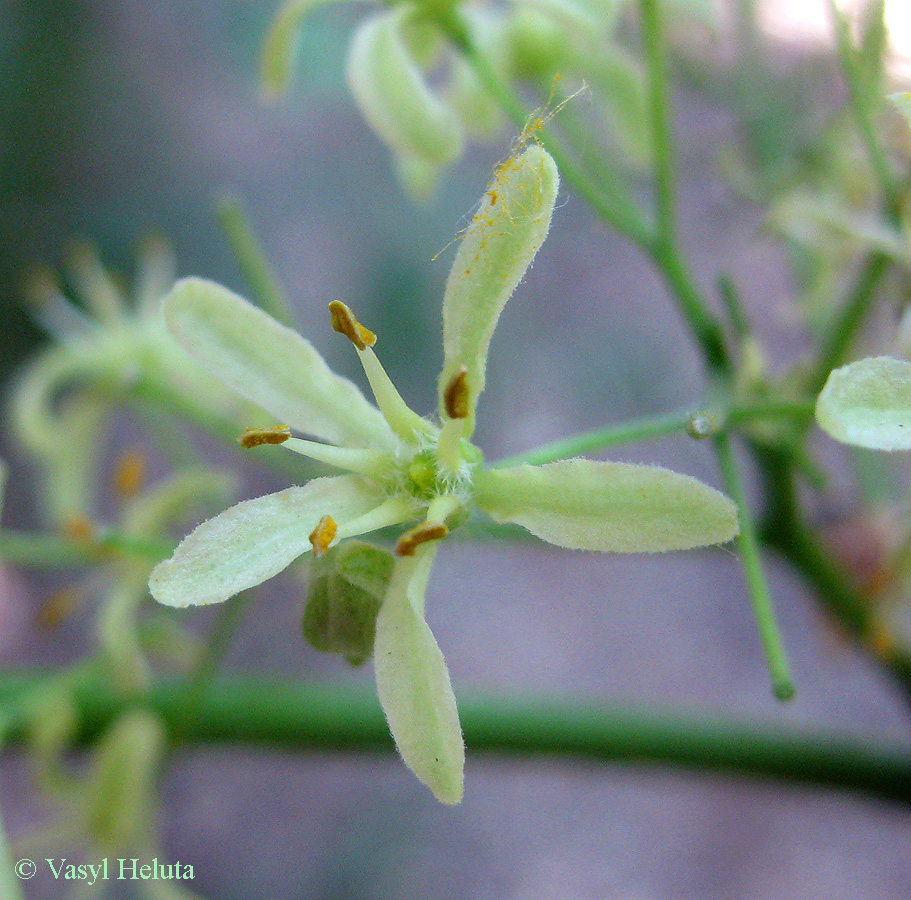 Image of Ptelea trifoliata specimen.