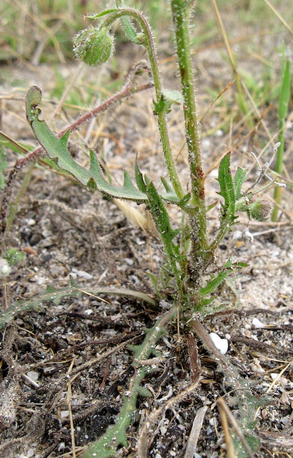 Изображение особи Crepis rhoeadifolia.