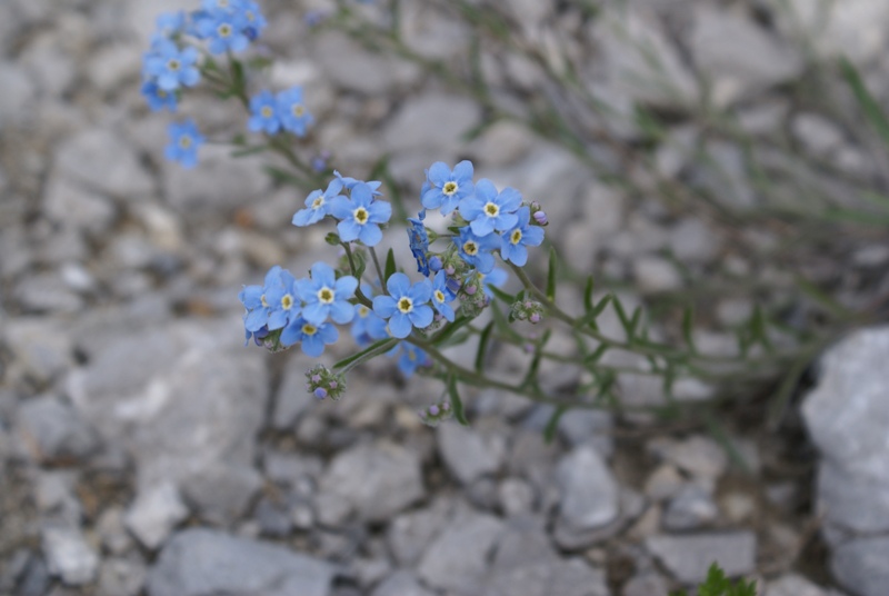 Изображение особи Eritrichium sichotense.