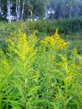 Solidago gigantea