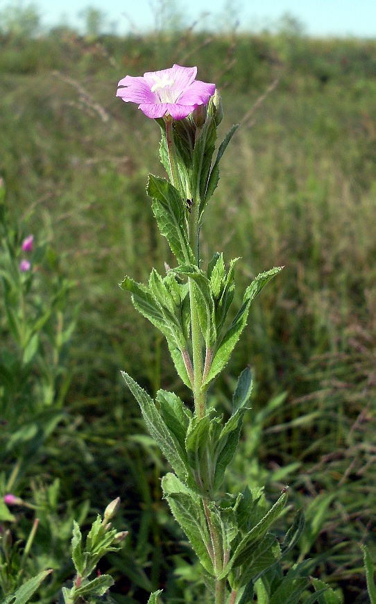 Image of Epilobium hirsutum specimen.