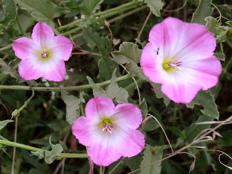 Изображение особи Convolvulus arvensis.