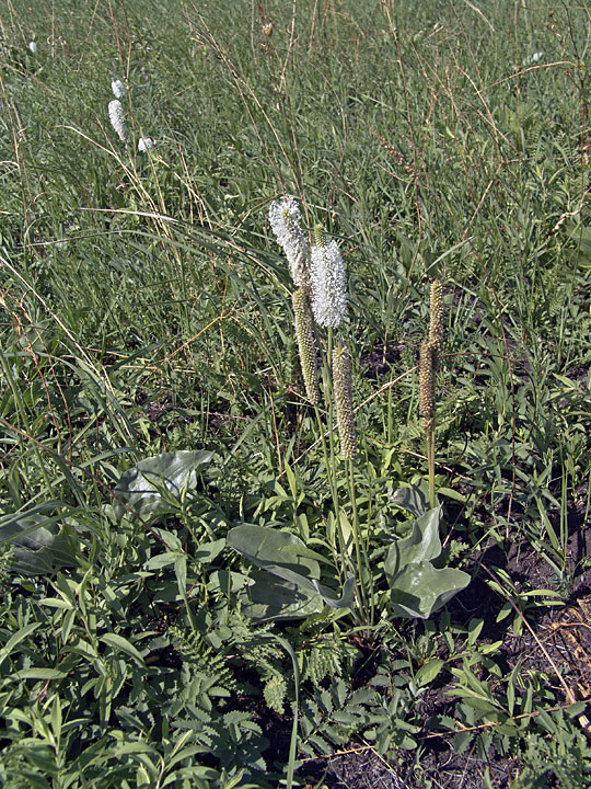 Изображение особи Plantago maxima.