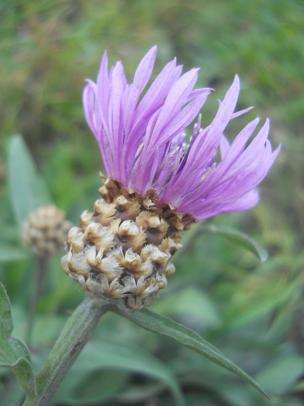 Image of Centaurea jacea specimen.