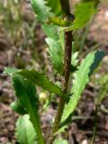 Leucanthemum ircutianum. Средняя часть побега.Свердловская обл., окр. г. Североуральск, опушка сосново-елового леса близ известнякового карьера. 15.06.2011.