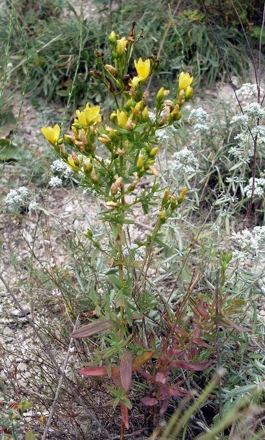 Изображение особи Hypericum elegans.