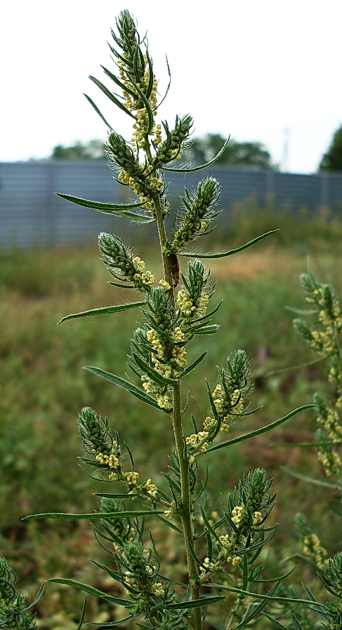 Изображение особи Bassia scoparia f. trichophylla.