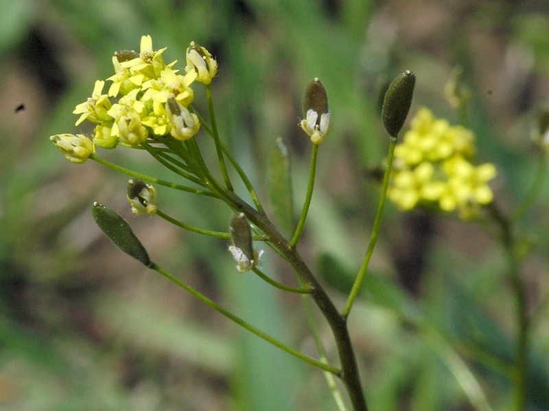 Изображение особи Draba nemorosa.