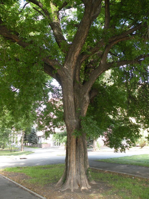 Image of Celtis occidentalis specimen.