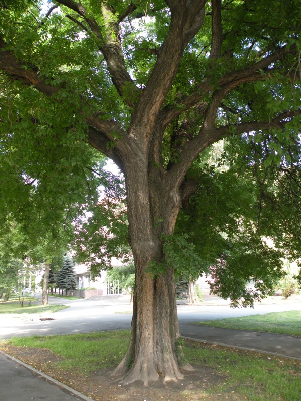 Изображение особи Celtis occidentalis.