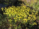 Saxifraga aizoides