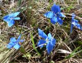 Gentiana angulosa