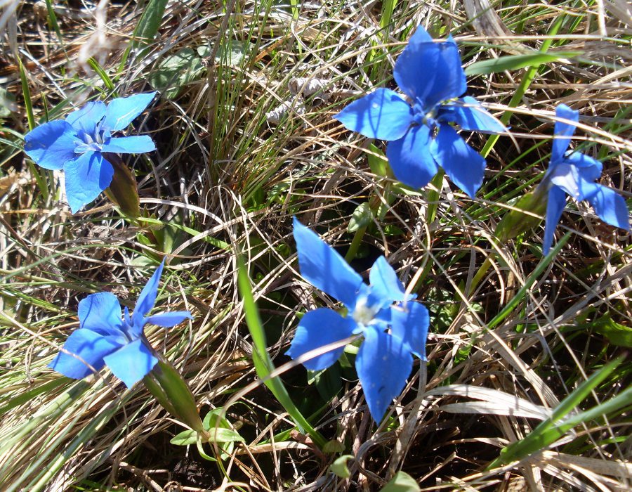 Image of Gentiana angulosa specimen.