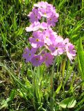 Primula farinosa