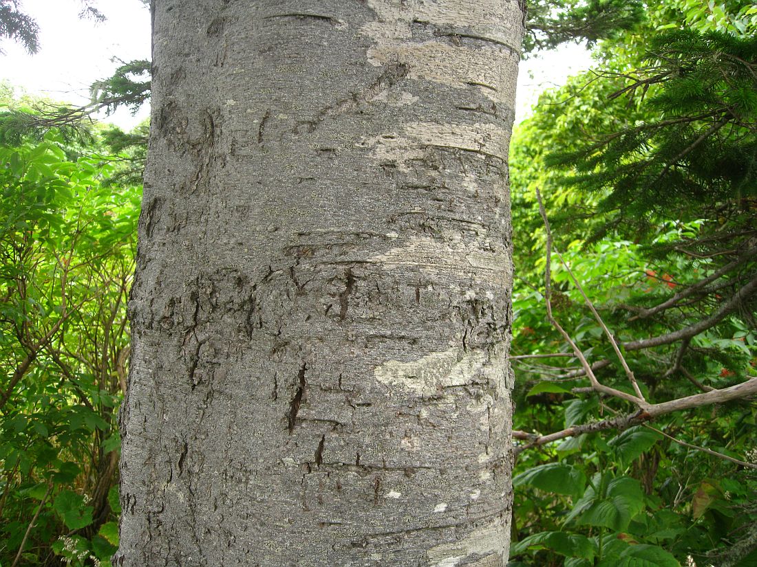 Изображение особи Abies sachalinensis.