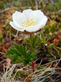 Rubus chamaemorus. Цветущее растение. Мурманская обл., окр. пос. Туманный, лесотундра. 29.06.2008.