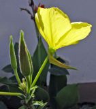 Oenothera biennis. Соцветие. Украина, Крым, г. Саки, территория базы отдыха \"Прибой\". 23.08.2011.
