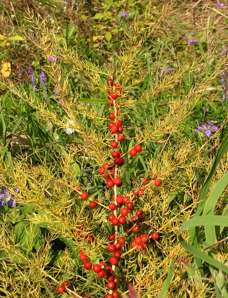 Изображение особи Asparagus schoberioides.