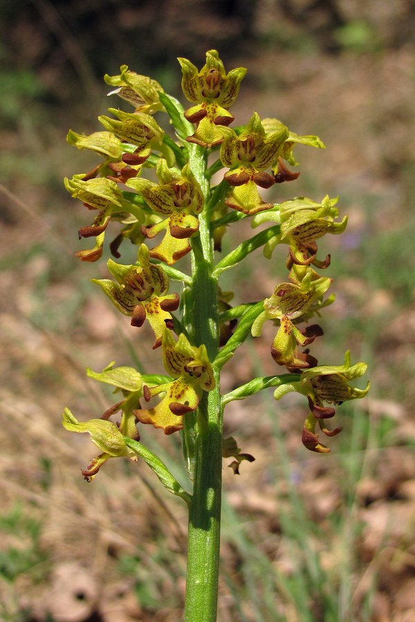 Изображение особи Orchis punctulata.