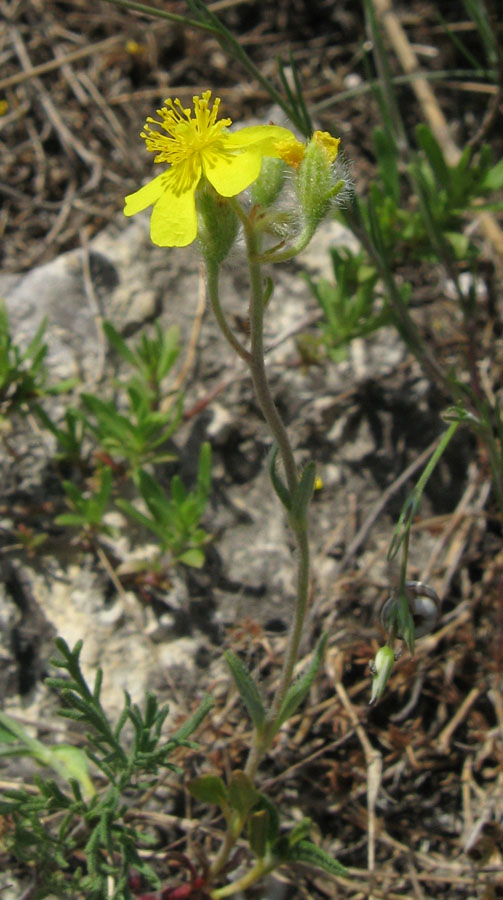 Изображение особи Helianthemum orientale.