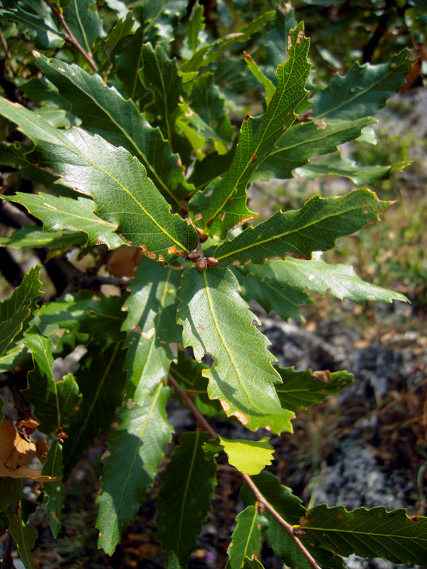 Image of Quercus castaneifolia specimen.