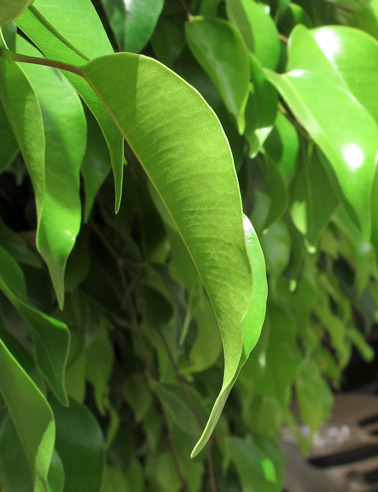 Image of Ficus benjamina specimen.