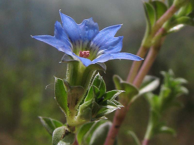 Image of Gentiana squarrosa specimen.