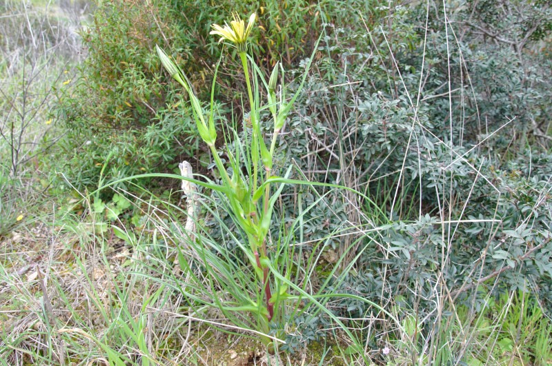 Изображение особи род Tragopogon.