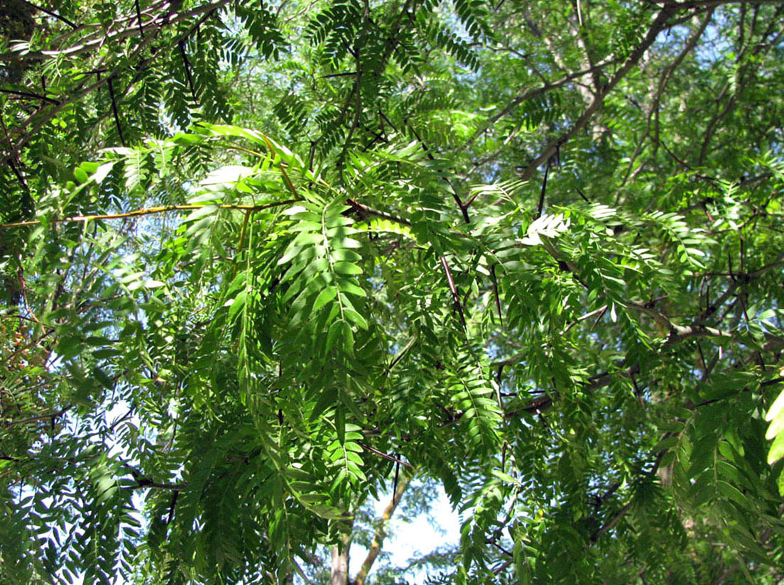 Изображение особи Gleditsia triacanthos.