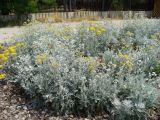 Senecio cineraria. Заросли. Крым, г. Судак, ул. Набережная, неухоженные клумбы. 07.06.2012.