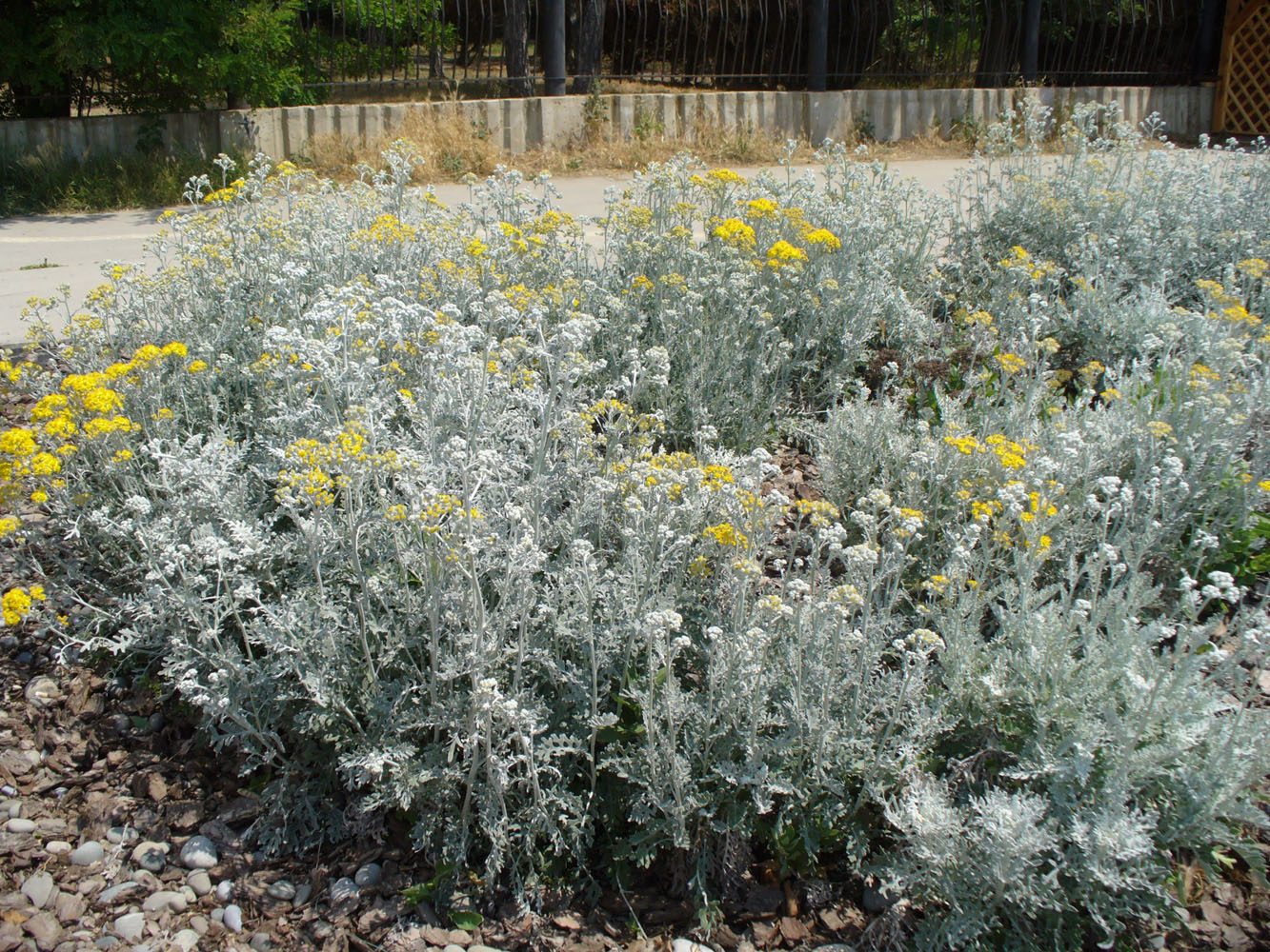 Изображение особи Senecio cineraria.