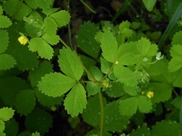 Image of Potentilla centigrana specimen.