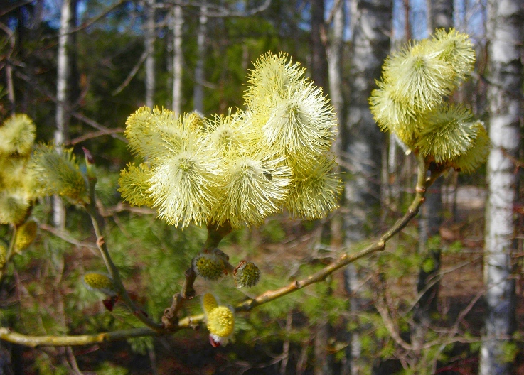 Image of Salix caprea specimen.