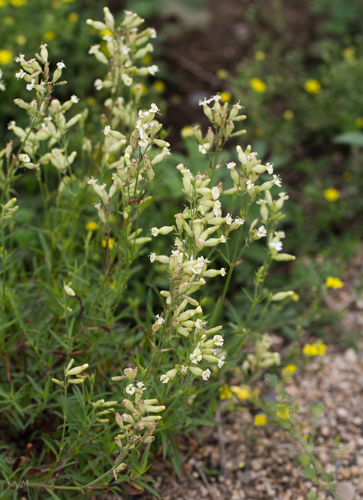 Изображение особи Silene amoena.