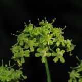 Heracleum sibiricum