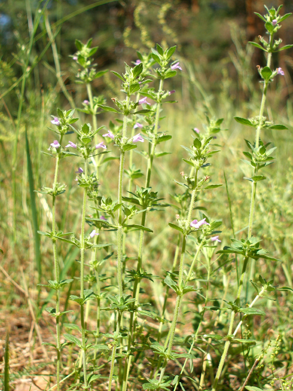 Изображение особи Ziziphora acinos.